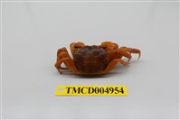 藏品(臺灣厚蟹)的圖片